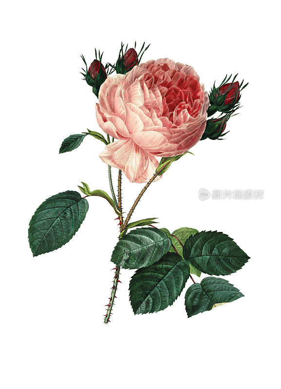 Rosa centifolia | Redoute Flower插图